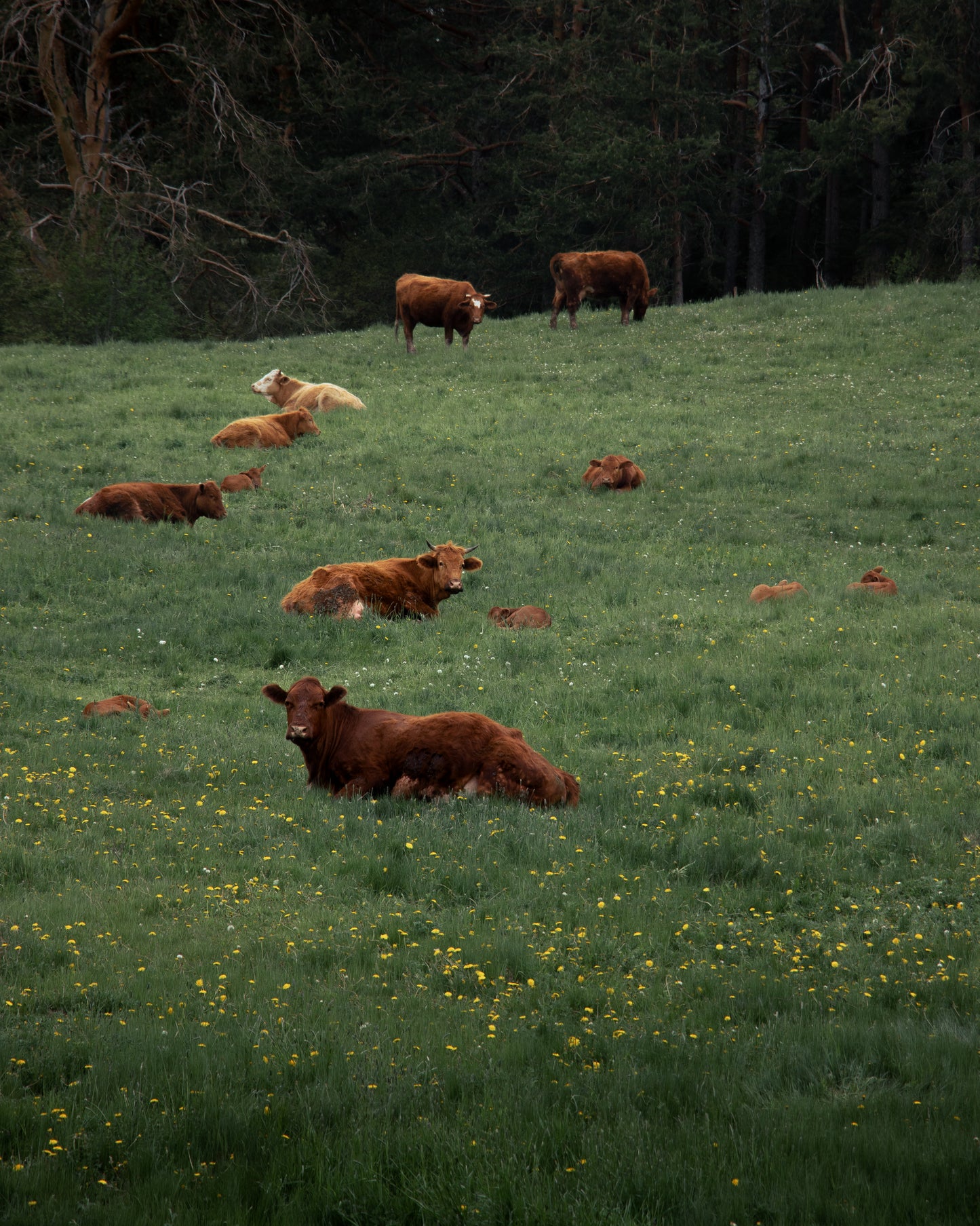 The Meadow