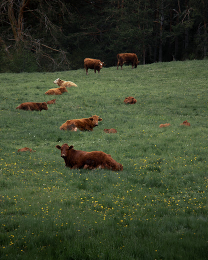 The Meadow