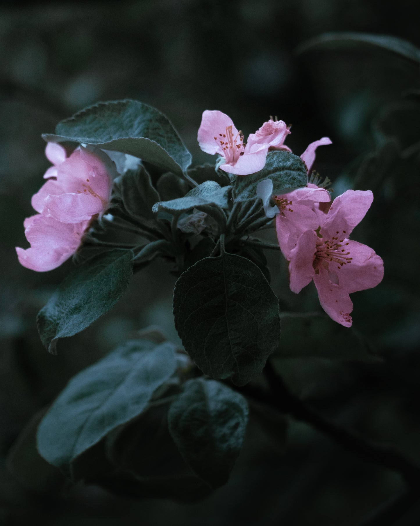 Floral Pink